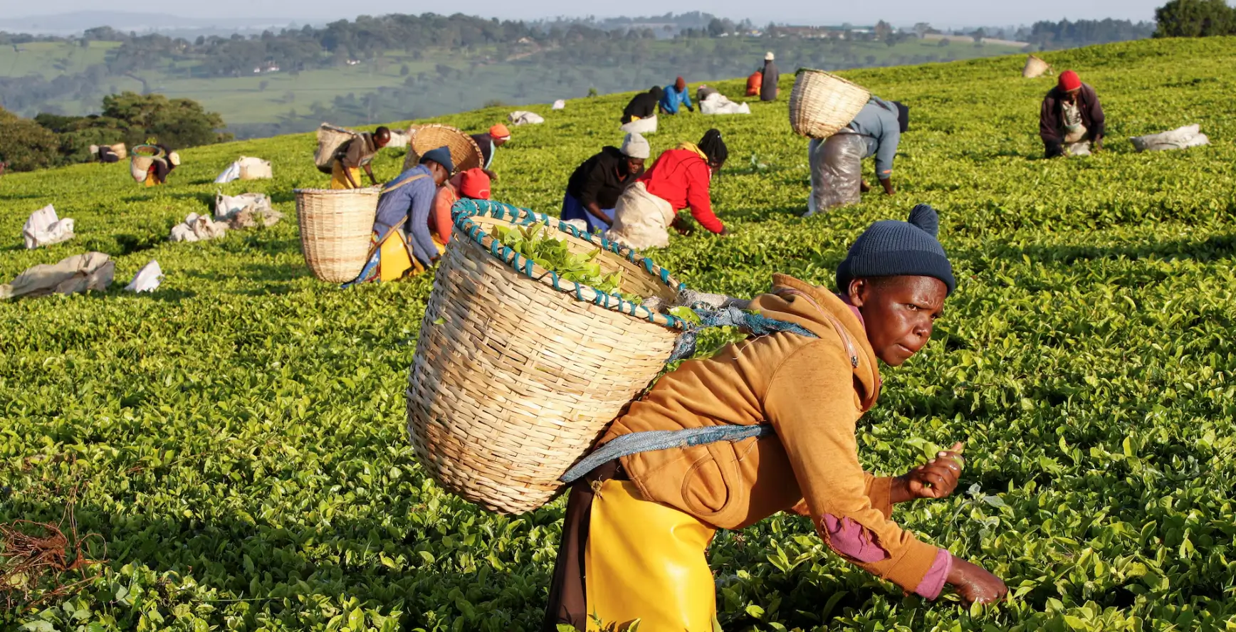 From Mombasa to the Middle East: The Conflicts Choking Kenya's Tea Exports